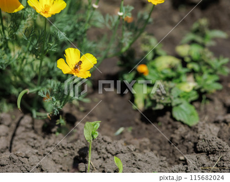 Buds of Eschscholzia californica in the garden. 115682024