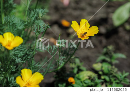 Buds of Eschscholzia californica in the garden. Buds of Eschscholzia californica in the garden. 115682026