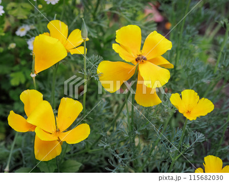 Buds of Eschscholzia californica in the garden. 115682030