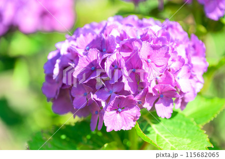 美しい光芒に映える紫陽花の装飾花クローズアップ　(観光スポット俵山　交流館　萌の里) 115682065