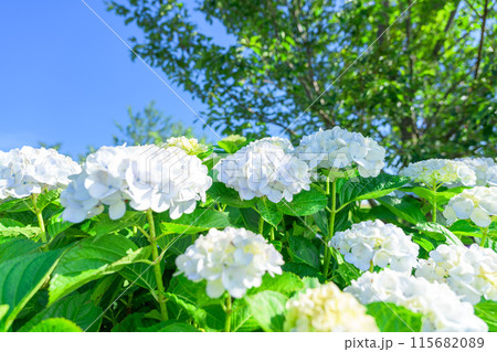 美しい光芒に映える白い紫陽花の装飾花クローズアップ (観光スポット俵山 交流館 萌の里) 美しい光芒に映える白い紫陽花の装飾花クローズアップ (観光スポット俵山 交流館 萌の里) 115682089