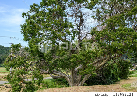 大きく枝を拡げる一里塚のケヤキ 本荘街道 秋田県 大きく枝を拡げる一里塚のケヤキ 本荘街道 秋田県 115682121