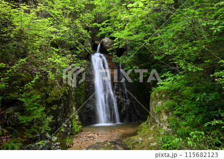 日ヶ奥渓谷 白龍雄滝（兵庫県丹波市春日町） 115682123