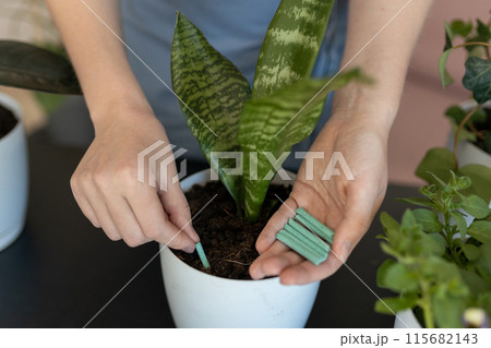 Close up of Female gardener hands adding houseplants fertilizer soil chopsticks to pot. Caring of home green plants indoors 115682143