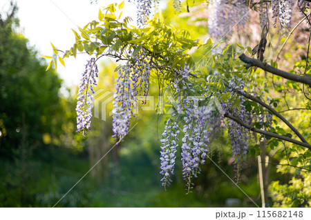Selective focus of purple flowers Wisteria sinensis or Blue rain. Flowering Japanese Wisteria tree in garden. Beautiful outdoor floral background 115682148
