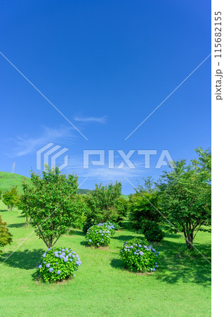 初夏の青空を背景に大自然の俵山と周辺風景(アジサイ花)　(観光スポット俵山　交流館　萌の里) 115682155