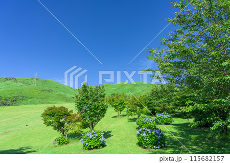 初夏の青空を背景に大自然の俵山と周辺風景(アジサイ花)　(観光スポット俵山　交流館　萌の里) 115682157