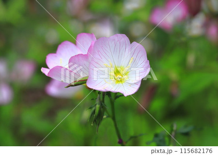 昼咲月見草（ヒルザキツキミソウ） 115682176