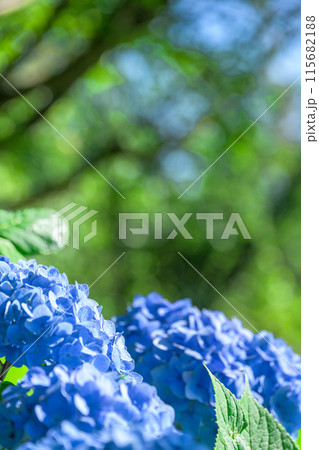 美しい光芒に映える紫陽花の装飾花クローズアップ　(観光スポット俵山　交流館　萌の里) 115682188