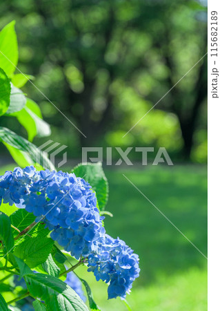 美しい光芒に映える紫陽花の装飾花クローズアップ　(観光スポット俵山　交流館　萌の里) 115682189