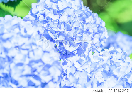 美しい光芒に映える紫陽花の装飾花クローズアップ　(観光スポット俵山　交流館　萌の里) 115682207