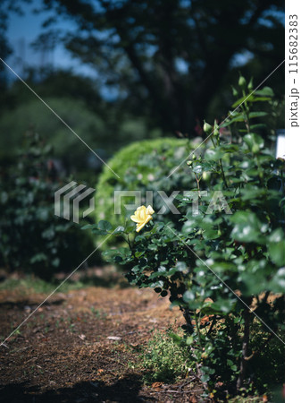 バラ 大阪 花の写真 バラ 大阪 花の写真 115682383