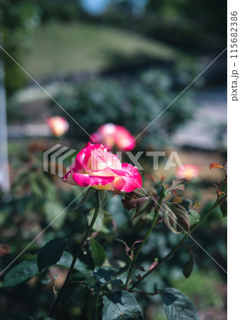 バラ 大阪 花の写真 バラ 大阪 花の写真 115682386
