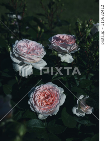 バラ　大阪　　花の写真　 115682412