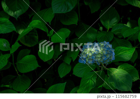 美しい光芒と影に映える 紫陽花の装飾花へ日差しが浴びている (観光スポット俵山 交流館 萌の里) 美しい光芒と影に映える 紫陽花の装飾花へ日差しが浴びている (観光スポット俵山 交流館 萌の里) 115682759