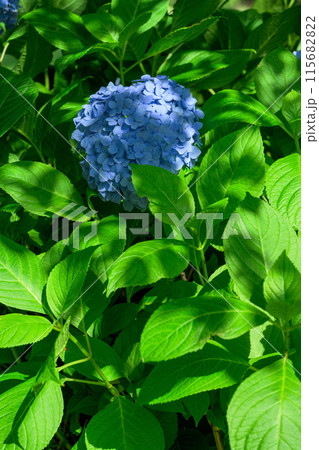 美しい光芒と影に映える紫陽花の装飾花クローズアップ　(観光スポット俵山　交流館　萌の里) 115682822