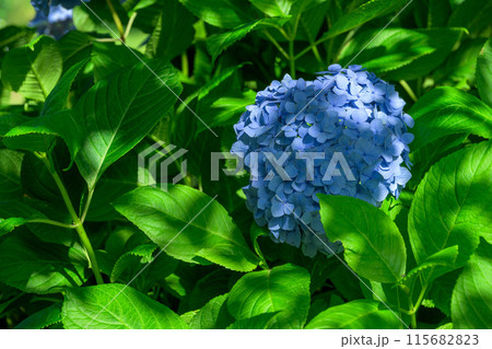 美しい光芒と影に映える紫陽花の装飾花クローズアップ (観光スポット俵山 交流館 萌の里) 美しい光芒と影に映える紫陽花の装飾花クローズアップ (観光スポット俵山 交流館 萌の里) 115682823