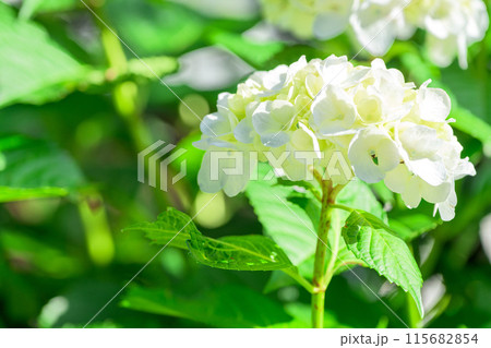 美しい光芒に映える白い紫陽花の装飾花クローズアップ　(観光スポット俵山　交流館　萌の里) 115682854