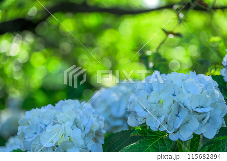 美しい光芒から影に映える白い紫陽花の装飾花クローズアップ (観光スポット俵山 交流館 萌の里) 美しい光芒から影に映える白い紫陽花の装飾花クローズアップ (観光スポット俵山 交流館 萌の里) 115682894