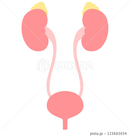 健康な腎臓・副腎・膀胱のイラスト 健康な腎臓・副腎・膀胱のイラスト 115683034
