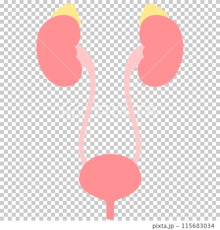 Illustration of healthy kidneys, adrenal glands and bladder Illustration of healthy kidneys, adrenal glands and bladder 115683034