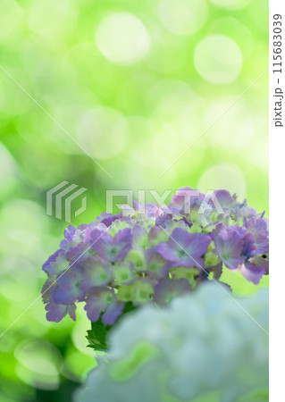 美しい光芒と影に映える紫陽花の装飾花クローズアップ (観光スポット俵山 交流館 萌の里) 美しい光芒と影に映える紫陽花の装飾花クローズアップ (観光スポット俵山 交流館 萌の里) 115683039