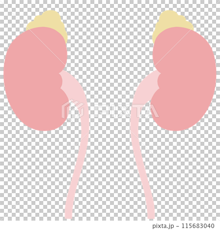 Illustration of unhealthy kidneys, adrenal glands and bladder Illustration of unhealthy kidneys, adrenal glands and bladder 115683040