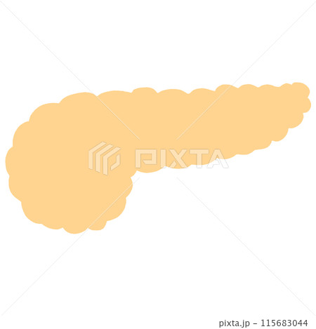 健康な膵臓のイラスト 115683044