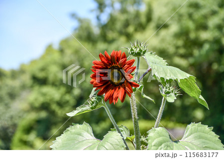 ひまわり「F1ルビー」 115683177