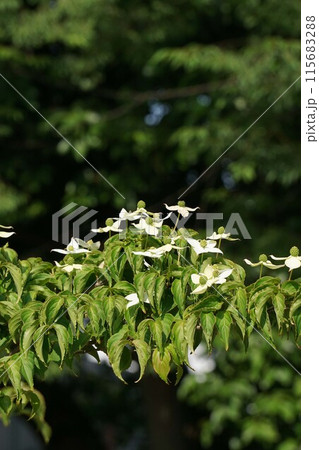 ヤマボウシの白い花・2023年5月 115683288