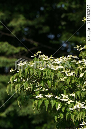 ヤマボウシの白い花・2023年5月 115683292