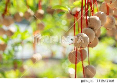 奈良県明日香村　岡寺のあぢさゐ回廊の龍玉願い玉 115683406