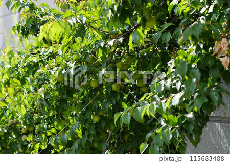 緑の葉が生い茂る壁面の梅の実 緑の葉が生い茂る壁面の梅の実 115683488
