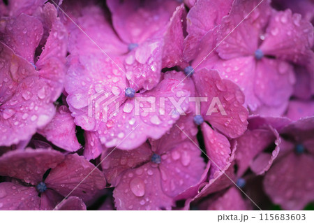 小平あじさい公園に咲くあじさい 115683603