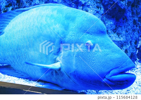 水槽の中で泳ぐ魚 115684128