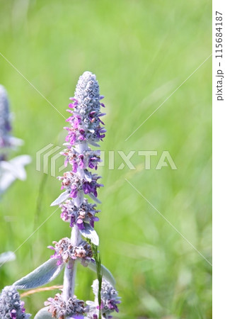 ラムズイヤーの花 ラムズイヤーの花 115684187