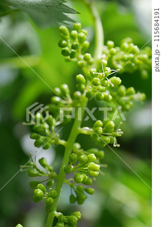ブドウの花芽20240501 115684191