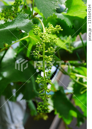 ブドウの花芽20240503 ブドウの花芽20240503 115684194