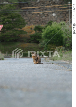 猫 115684254