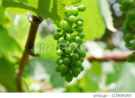 まだ青いブドウの実20240603 まだ青いブドウの実20240603 115684265