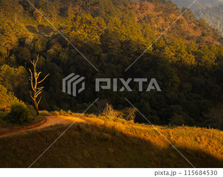 Dead tree under warm sunset light on mountain hill in Chiang Mai - Thailand 115684530