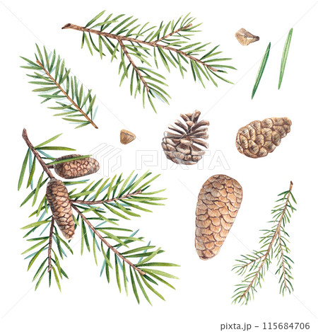 A set of branches of a Christmas tree with cones on a white background. Watercolor illustration of pine needles, cedar, spruce. Tree branches are suitable for invitations, packages, design elements. 115684706