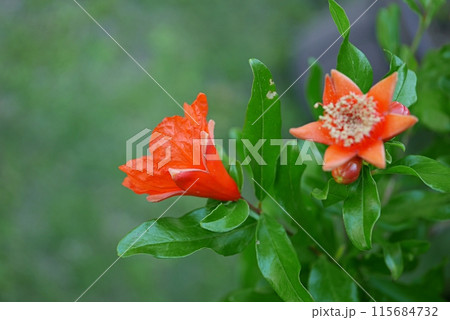 ザクロの花20240602 115684732