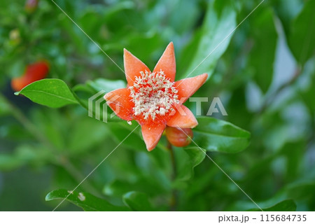 ザクロの花20240604 115684735