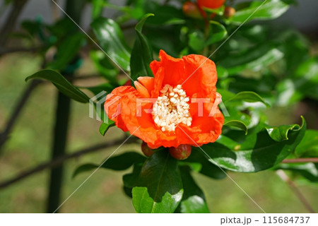 ザクロの花20240606 115684737