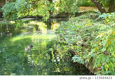 中山道熊谷宿：星溪園・回遊式庭園　熊谷市鎌倉町 115684823