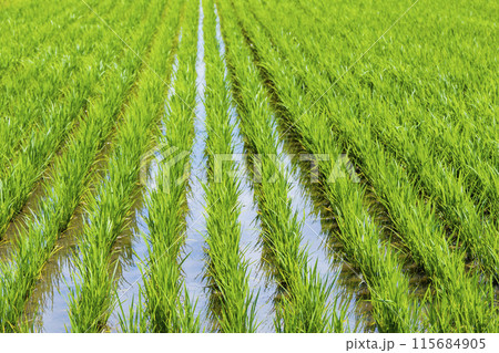 水田　米どころ 115684905