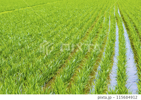 水田　米どころ 115684912