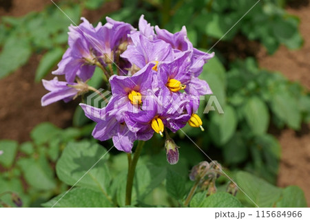 ジャガイモの花20240603 115684966