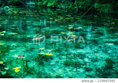 モネの池に泳ぐ鯉 モネの池に泳ぐ鯉 115685395
